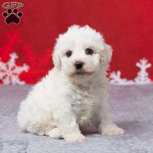 Frank, Bichon Frise Puppy